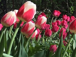 В Ботаническом саду МГУ «Аптекарский огород» проходит XVII Весенний фестиваль цветов